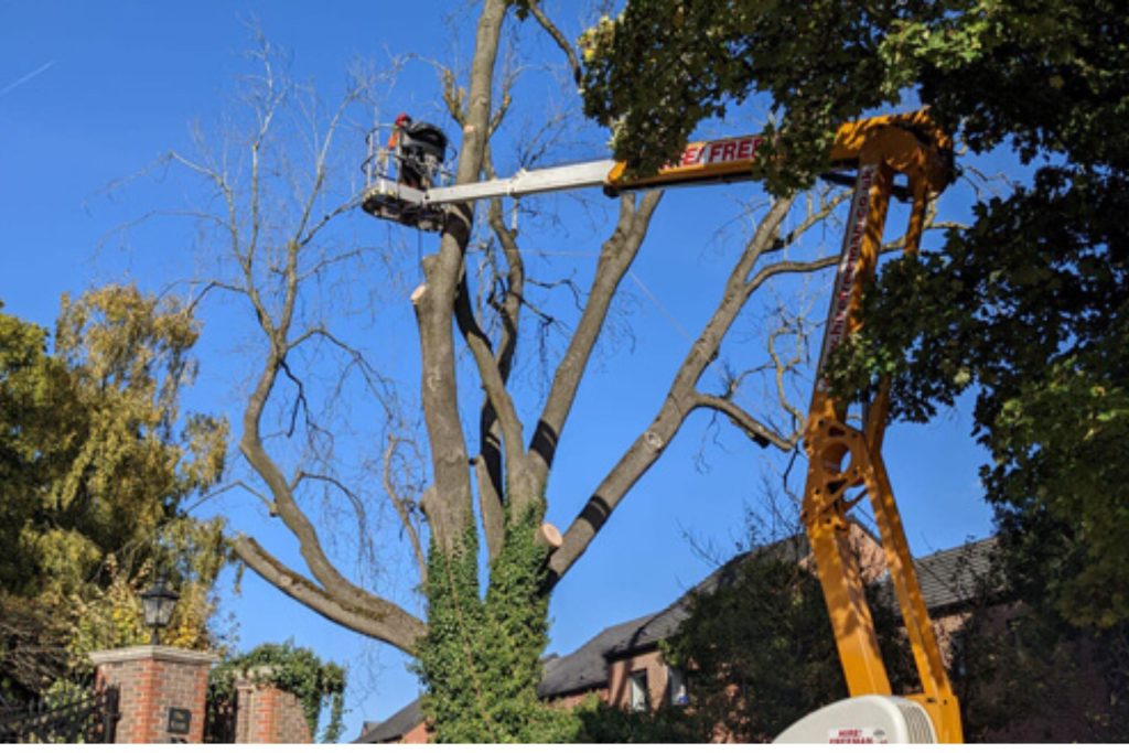 Don’t Risk It! Safeguard Your Home with Dangerous Tree Removal Services!