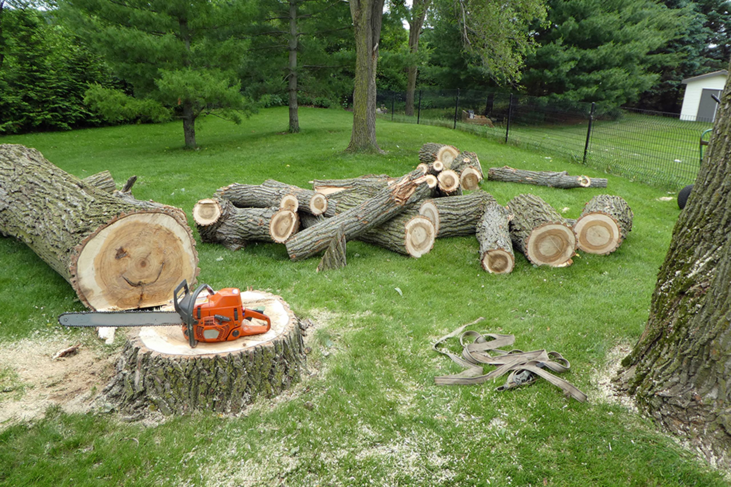 DMIKE TREE FELLERS